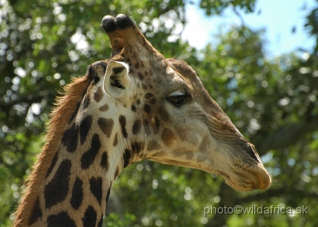 puku rsa 234.jpg - Southern or Cape Gifaffe (Giraffa camelopardalis giraffa)